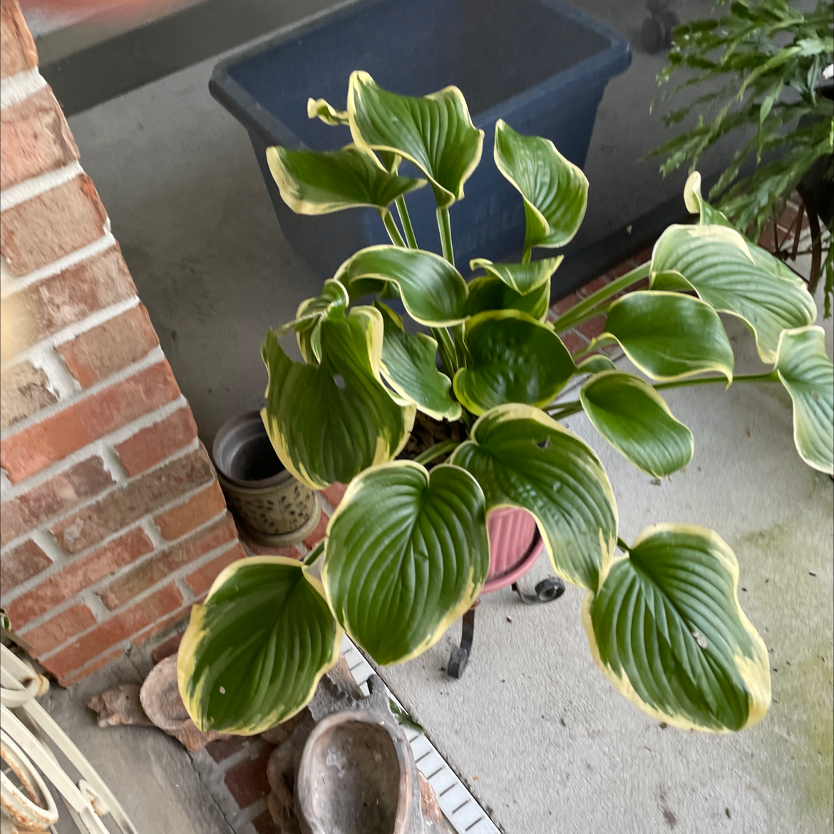 Hosta sieboldii plant with green leaves showing yellowing and browning edges in a pot on a concrete surface.