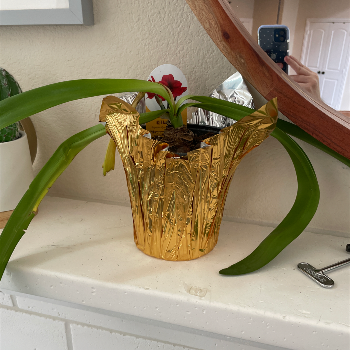 Potted plant with long green leaves in a gold foil-wrapped pot, indoors on a white surface.
