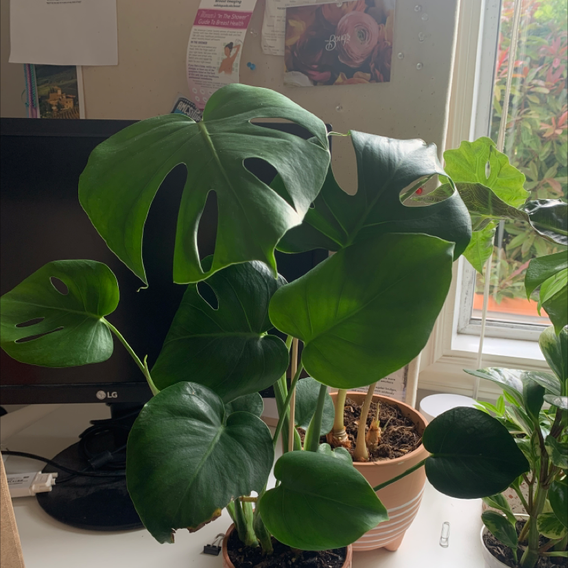 Monstera plant photo by Hannah named Stella on Greg, the plant care app.