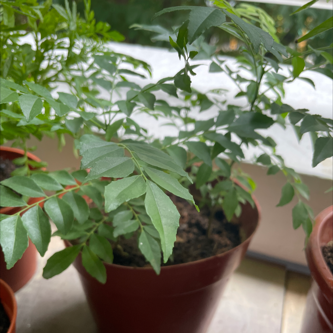Potted Curry Tree plant with green leaves, soil visible.
