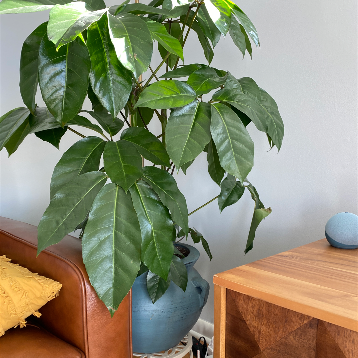 Healthy umbrella tree with lush green compound leaves in blue ceramic pot on wooden table, no signs of discoloration or stress.