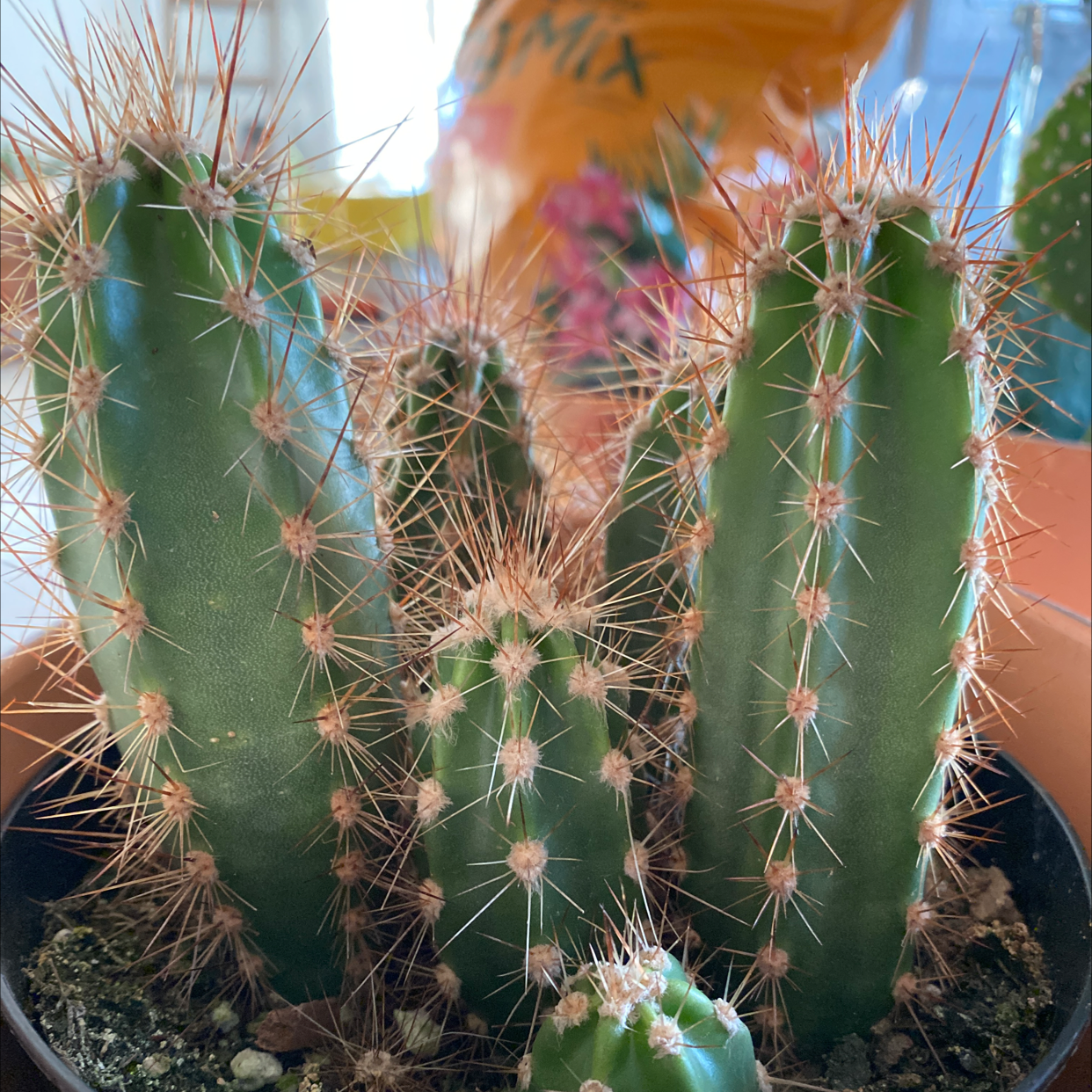 Photo of the plant species Blue Columnar Cactus by @Agigas named Roberto on Greg, the plant care app