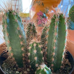 Blue Columnar Cactus plant