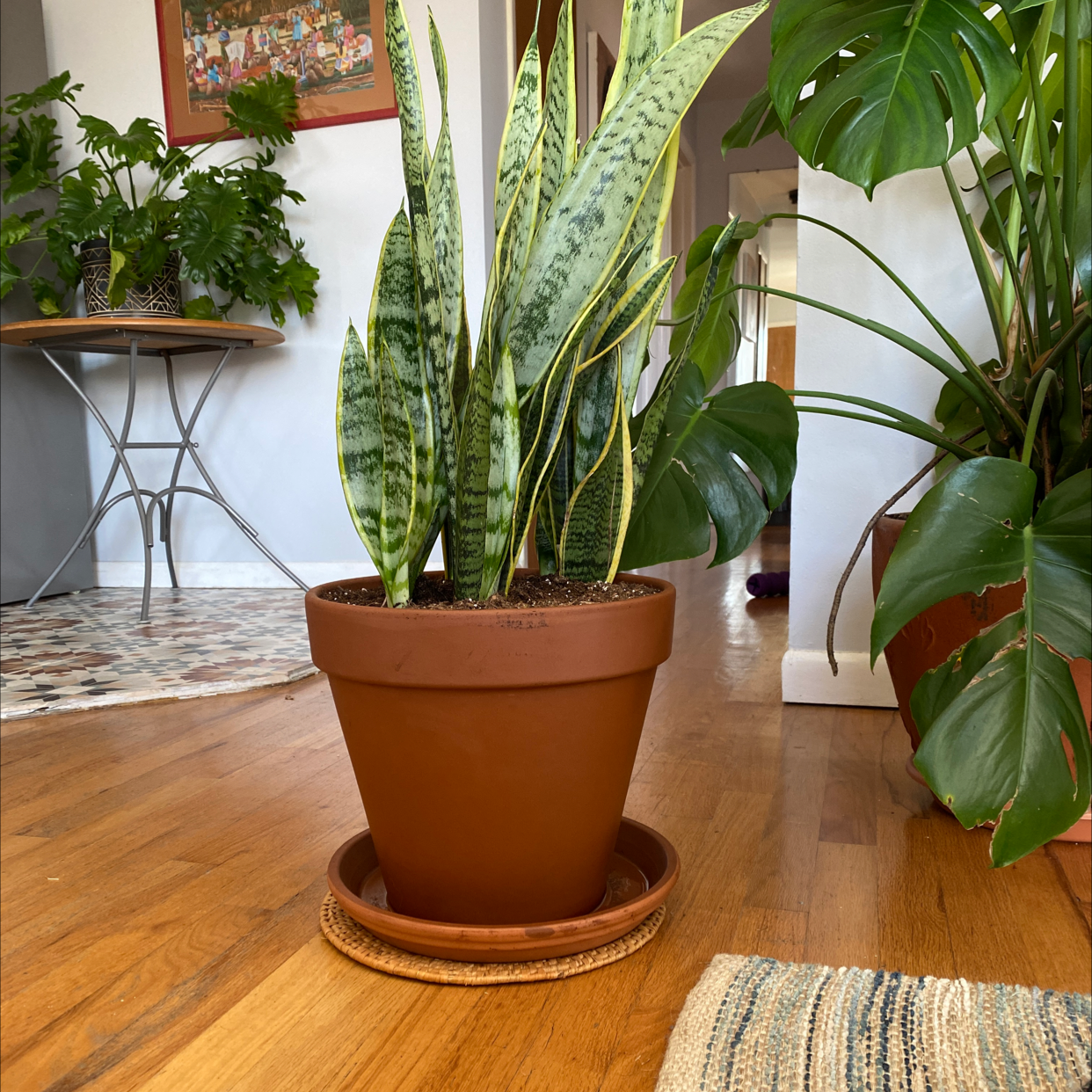 Snake Plant plant photo by @Agigas named Robinette on Greg, the plant care app.