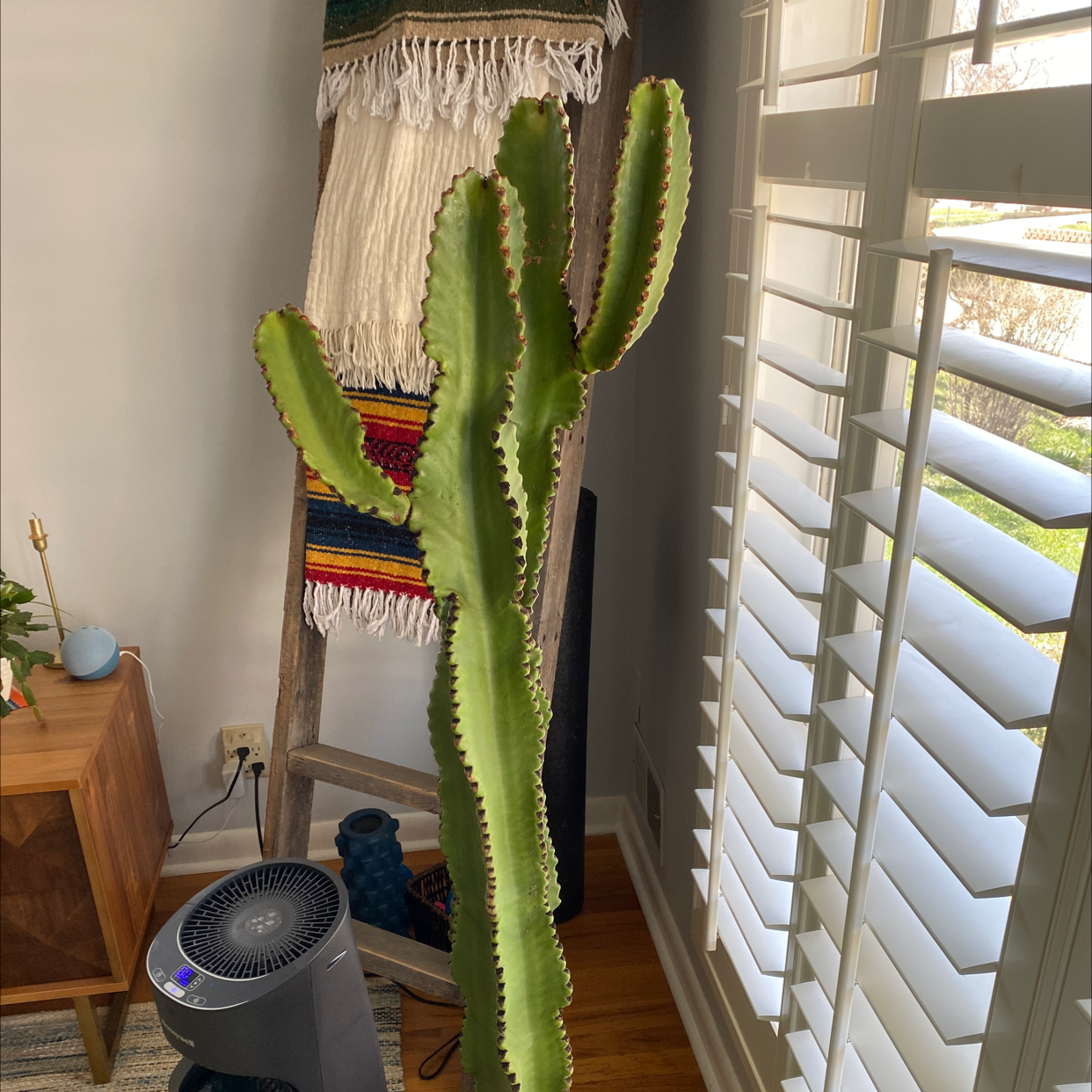 Photo of the plant species Pleated Cereus by @Agigas named Southwest G. on Greg, the plant care app