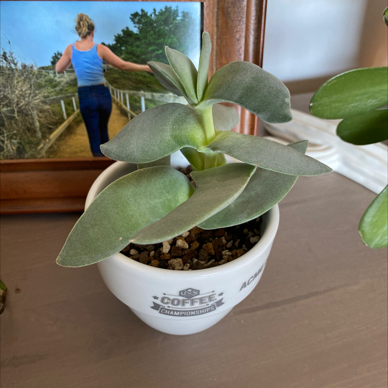 A healthy succulent plant in a small pot with visible soil and a framed photograph in the background.