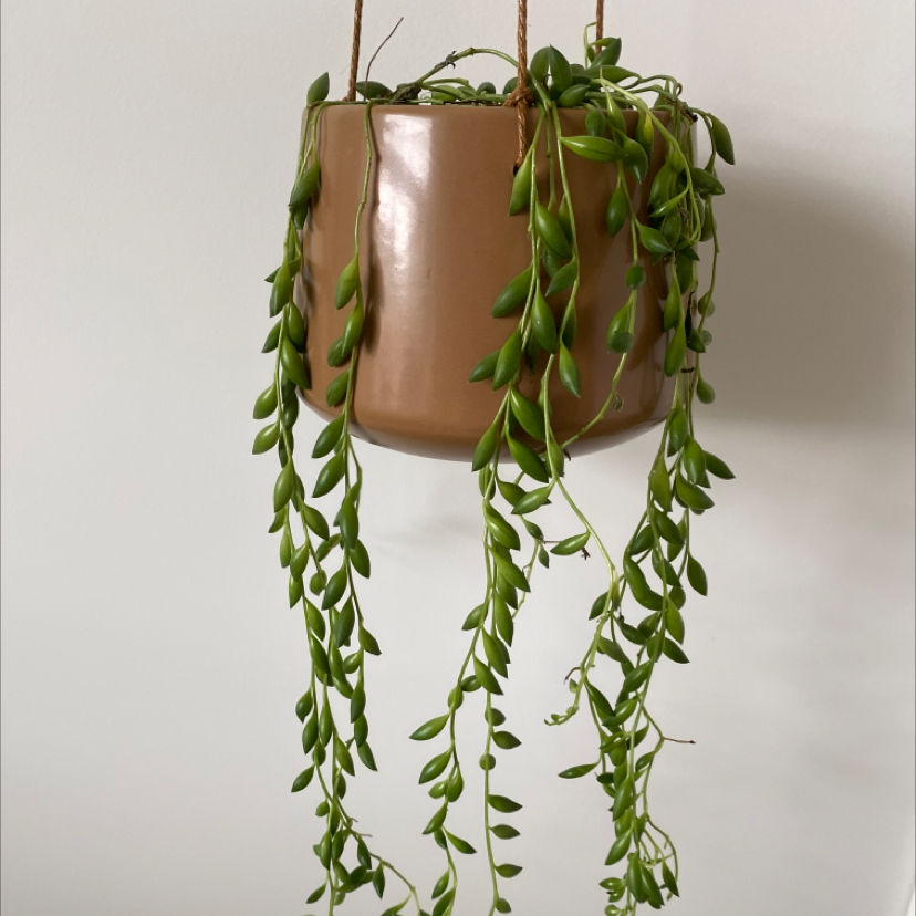 String of Bananas plant photo by Mia named Diana on Greg, the plant care app.