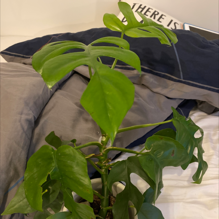 Monstera plant photo by Mia named Leonardo on Greg, the plant care app.