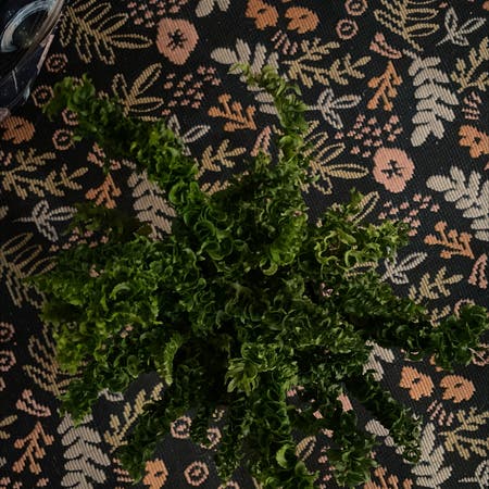 Photo of the plant species Boston Fern Emina by Pippa named Phineas on Greg, the plant care app