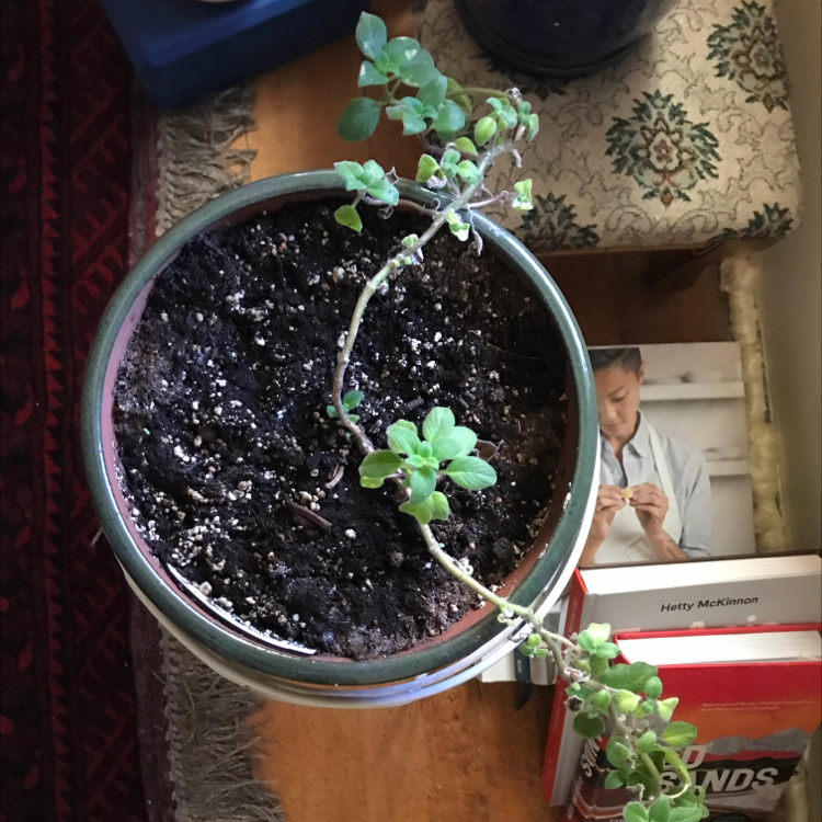 Potted Cape Primrose plant with green leaves and visible soil.