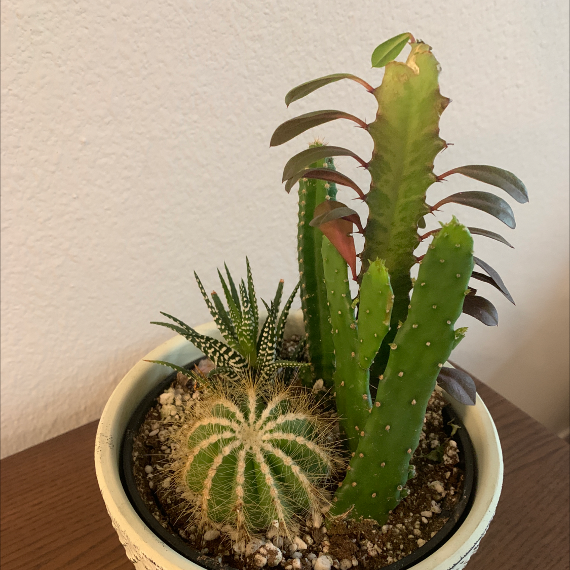 Photo of the plant species Hooked Cactus by Desiree named Vida on Greg, the plant care app