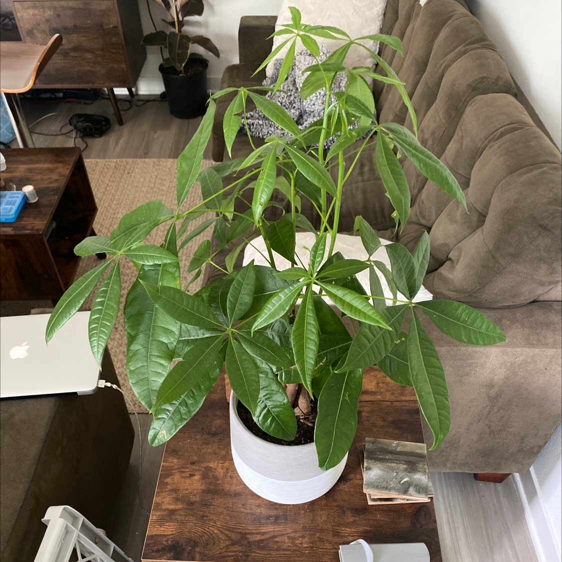 Money Tree plant photo by @Con-plant-dad named Zion on Greg, the plant care app.