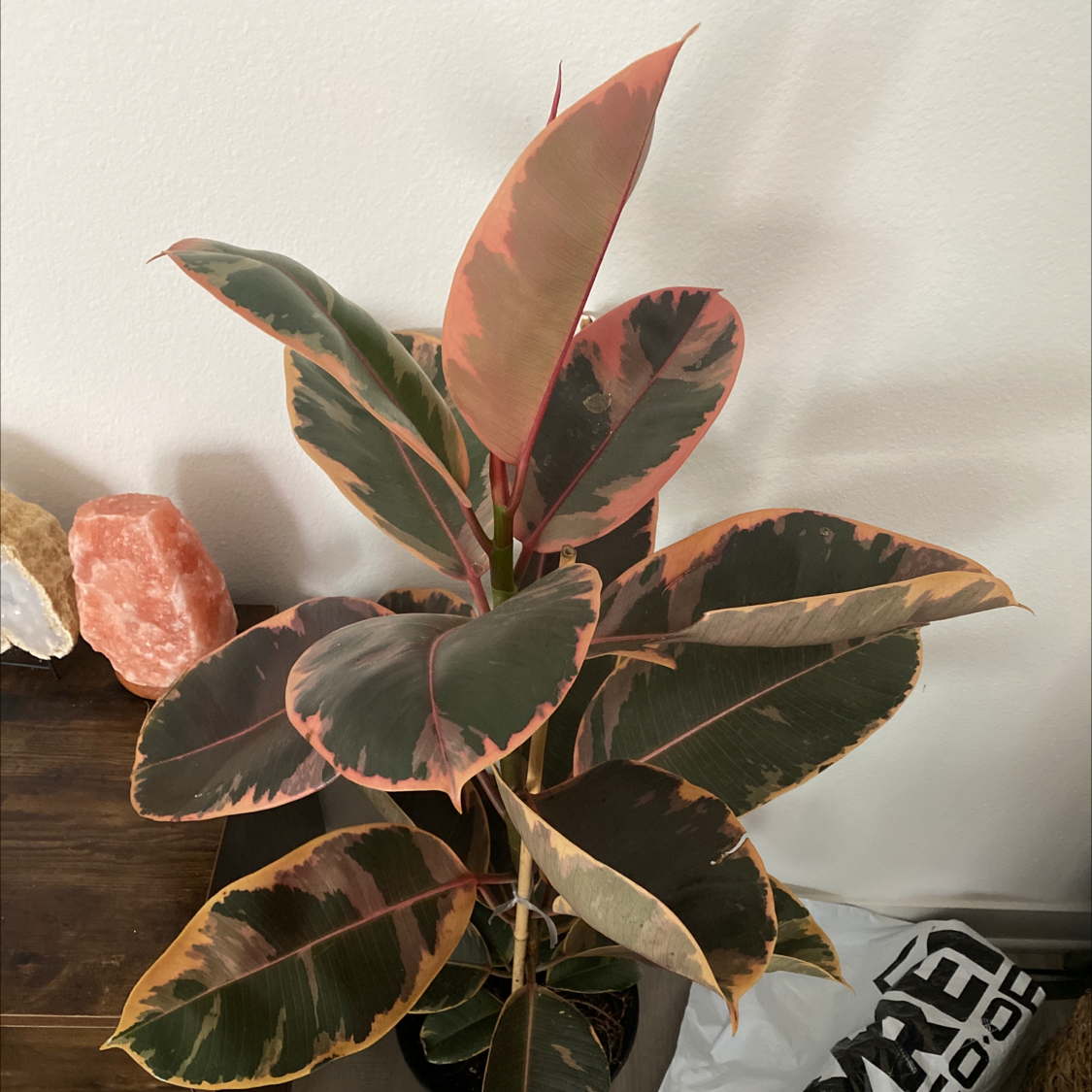 Rubber Plant plant photo by @Con-plant-dad named Princess peach on Greg, the plant care app.