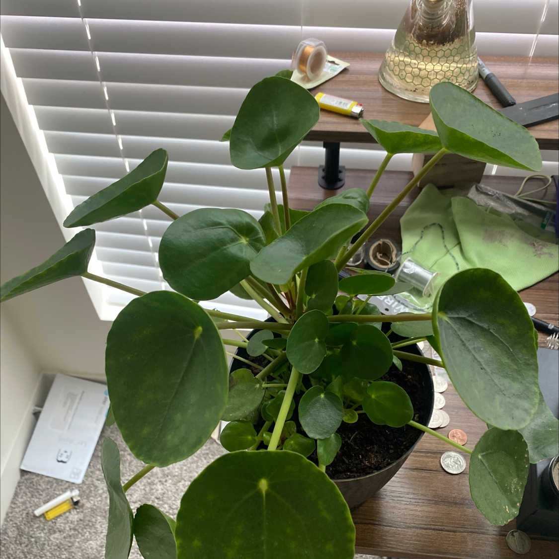 Chinese Money Plant plant photo by @Con-plant-dad named Jet lee on Greg, the plant care app.