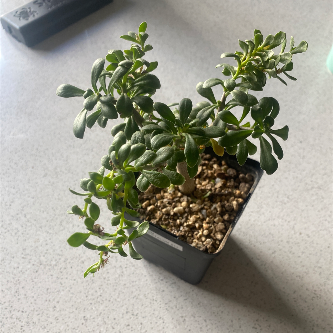 Photo of the plant species Sedum oxypetalum by @Con-plant-dad named Seedy on Greg, the plant care app