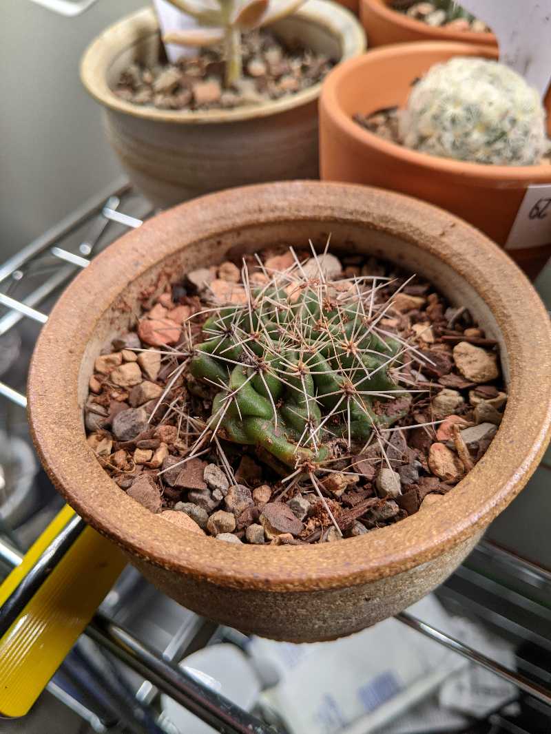 Mammillaria Melanocentra cactus in a pot with visible soil and no signs of disease.
