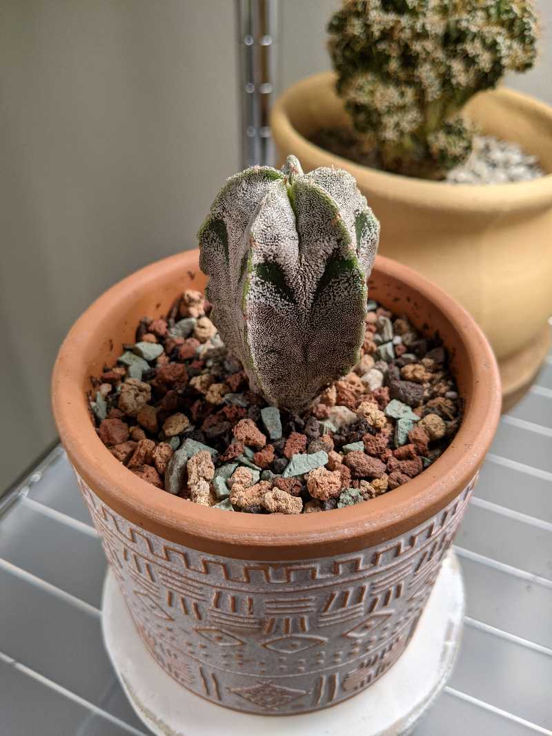 Bishop's Cap Cactus in a terracotta pot with rocky soil, showing signs of browning.