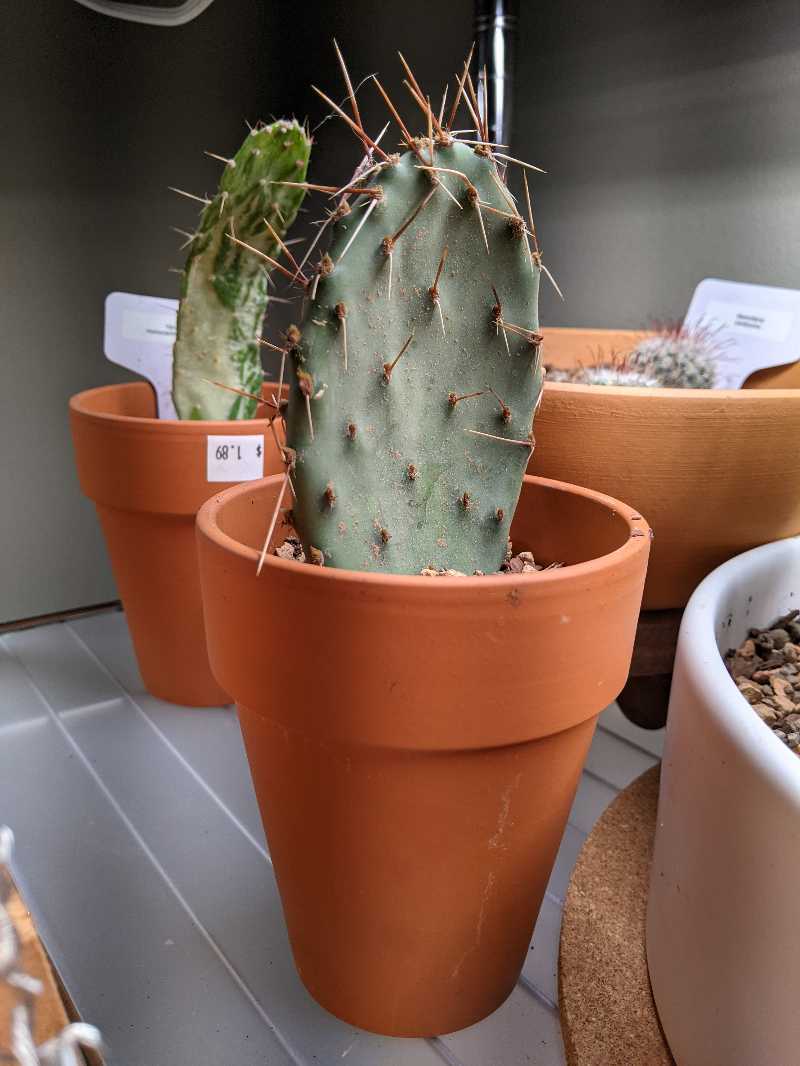 Brownspine Prickly Pear cactus in a terracotta pot, healthy and well-framed.