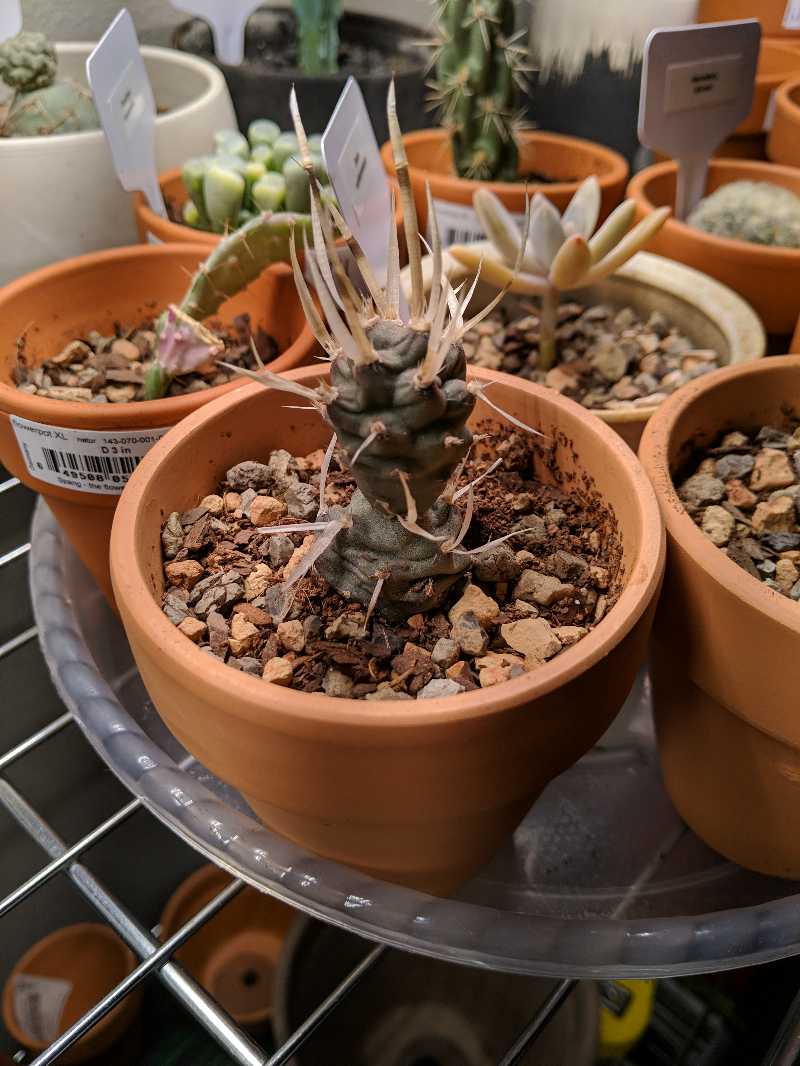 Paper Spine Cactus in a terracotta pot with rocky soil, placed on a metal shelf with other potted plants.