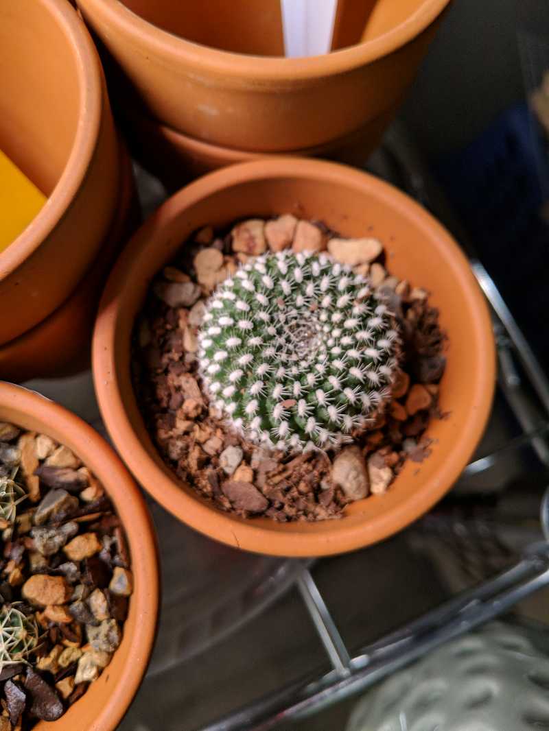 A healthy Mammillaria Formosa cactus in a terracotta pot with visible soil and pebbles.