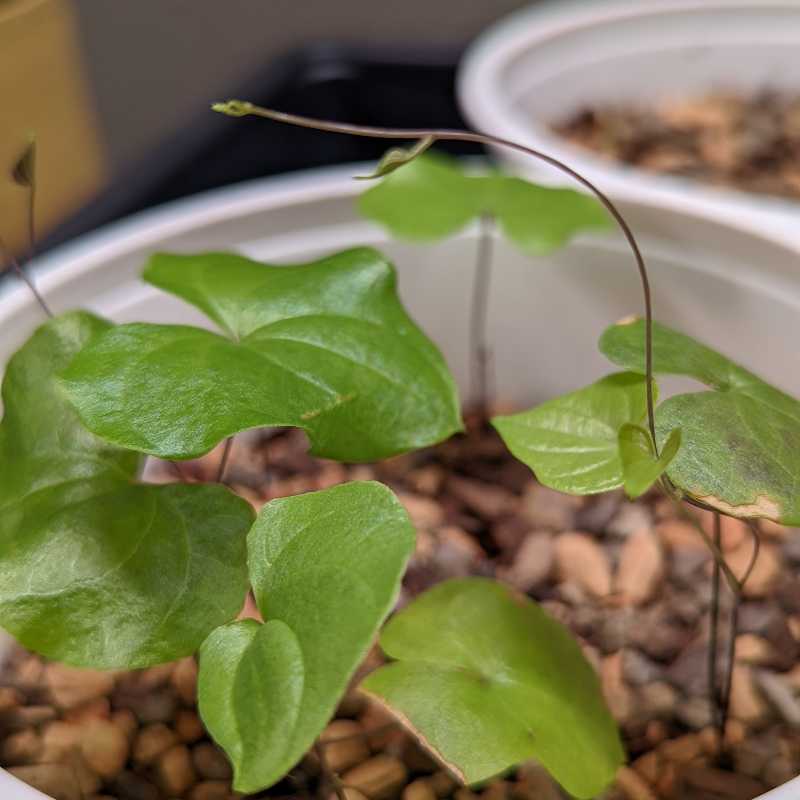 Hottentot Bread plant with heart-shaped green leaves in a white pot.