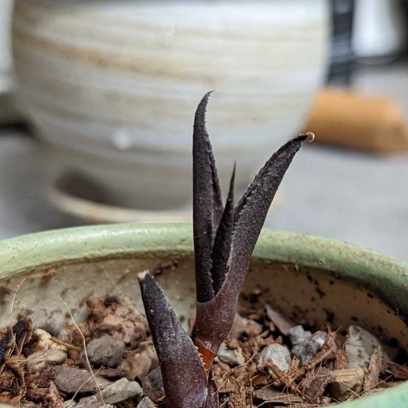Veined Haworthia plant with dark, pointed leaves in a pot with rocky soil.