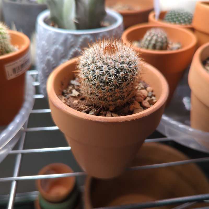 A healthy Texas Rainbow Cactus in a terracotta pot with visible soil.
