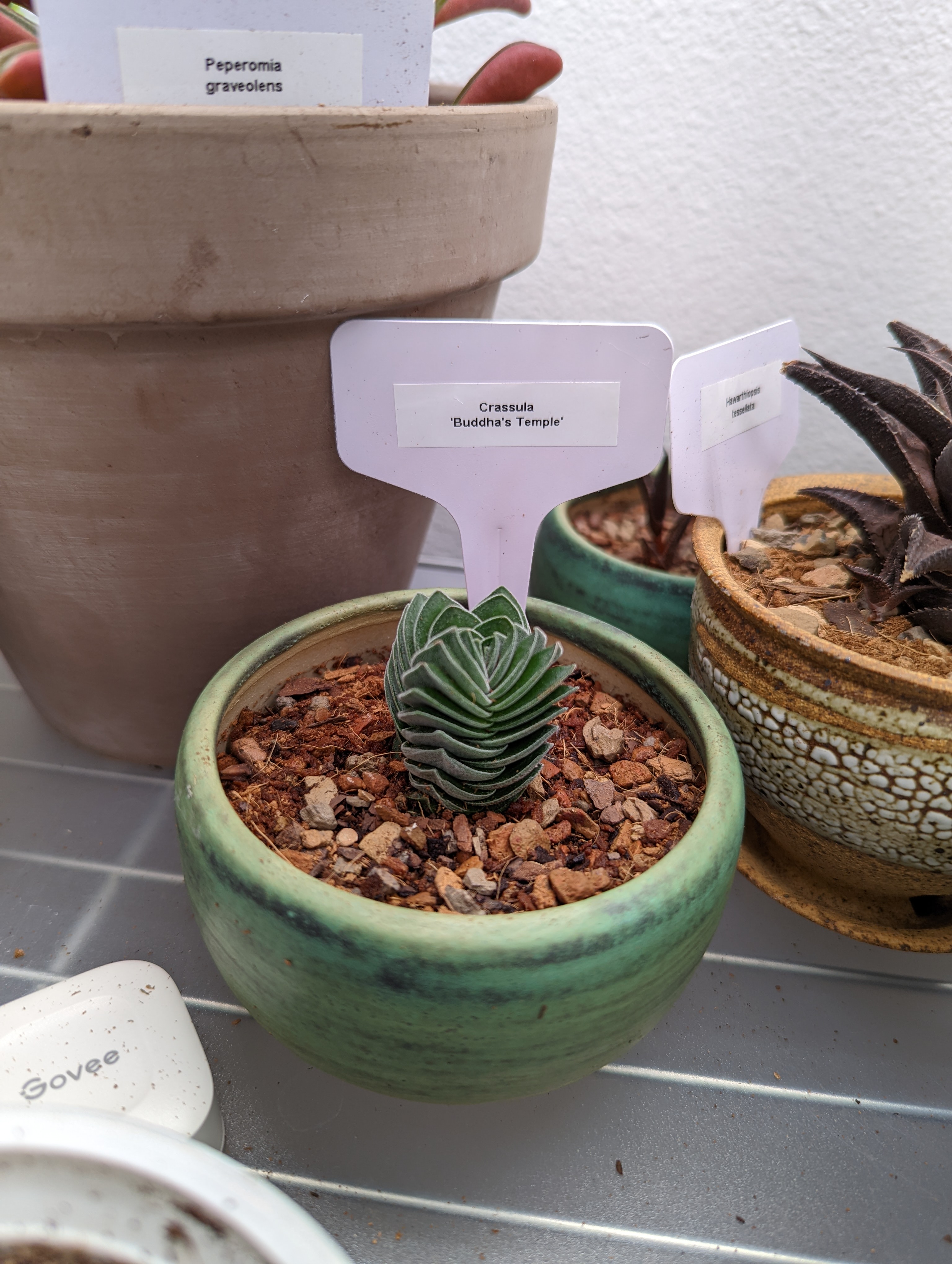 Crassula 'Buddha's Temple' plant in a green pot with visible soil, appears healthy.