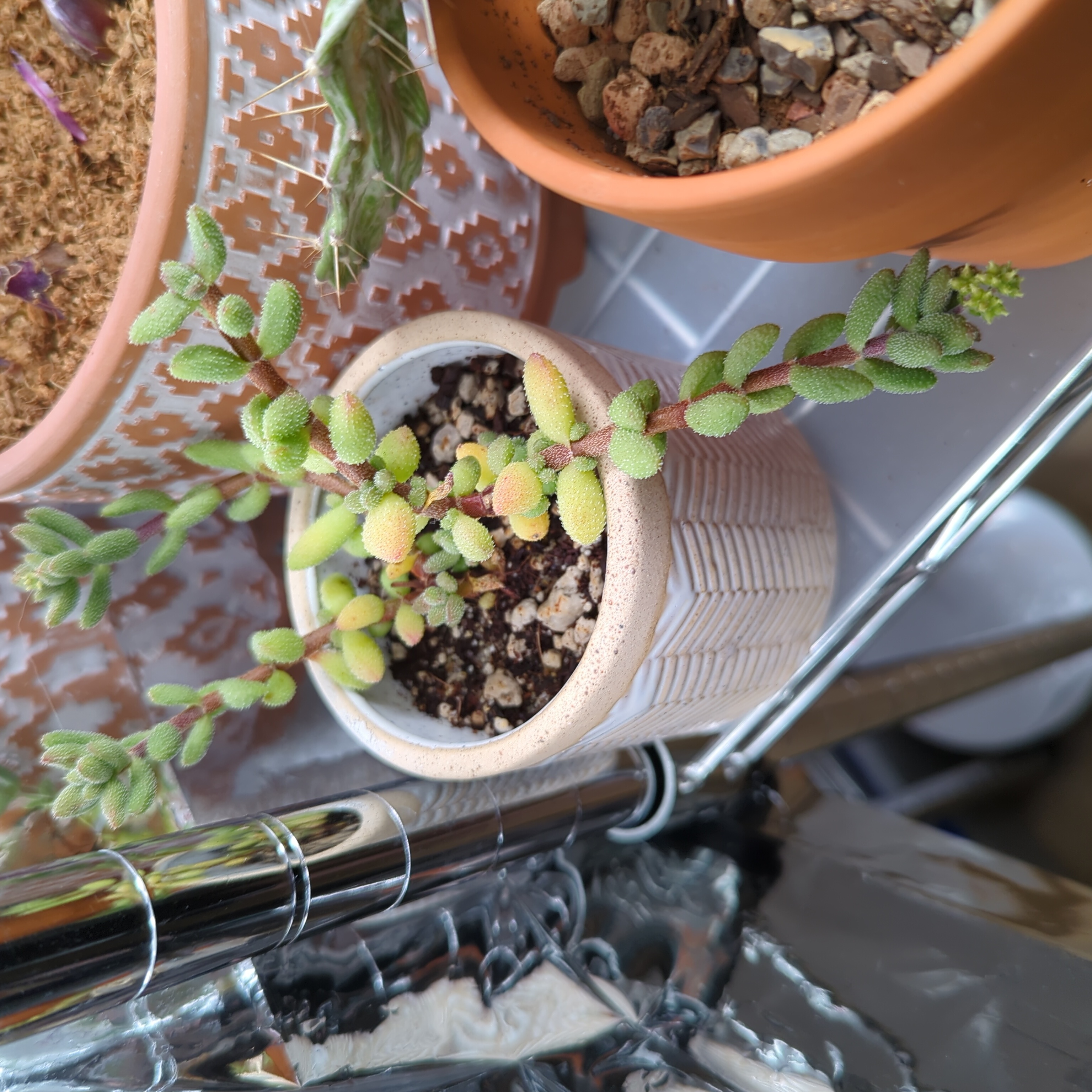 Photo of the plant species Crassula humbertii by @JacobDowell named Crassula Hirtipes on Greg, the plant care app
