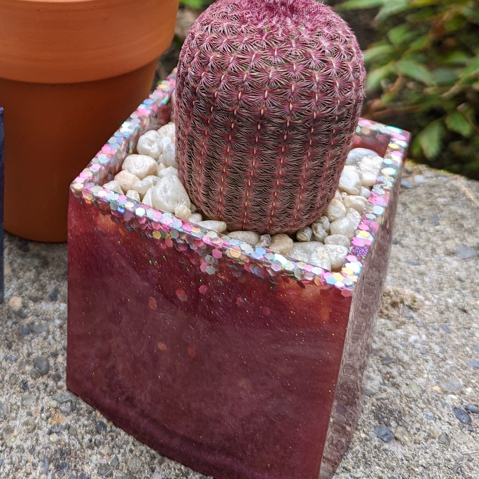 Comb Hedgehog Cactus in a decorative pot with pebbles.