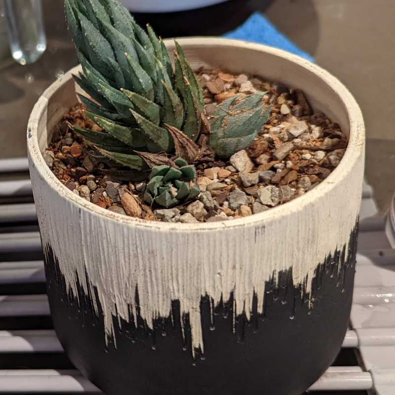 Potted Haworthiopsis coarctata with some discolored leaves in a decorative pot.