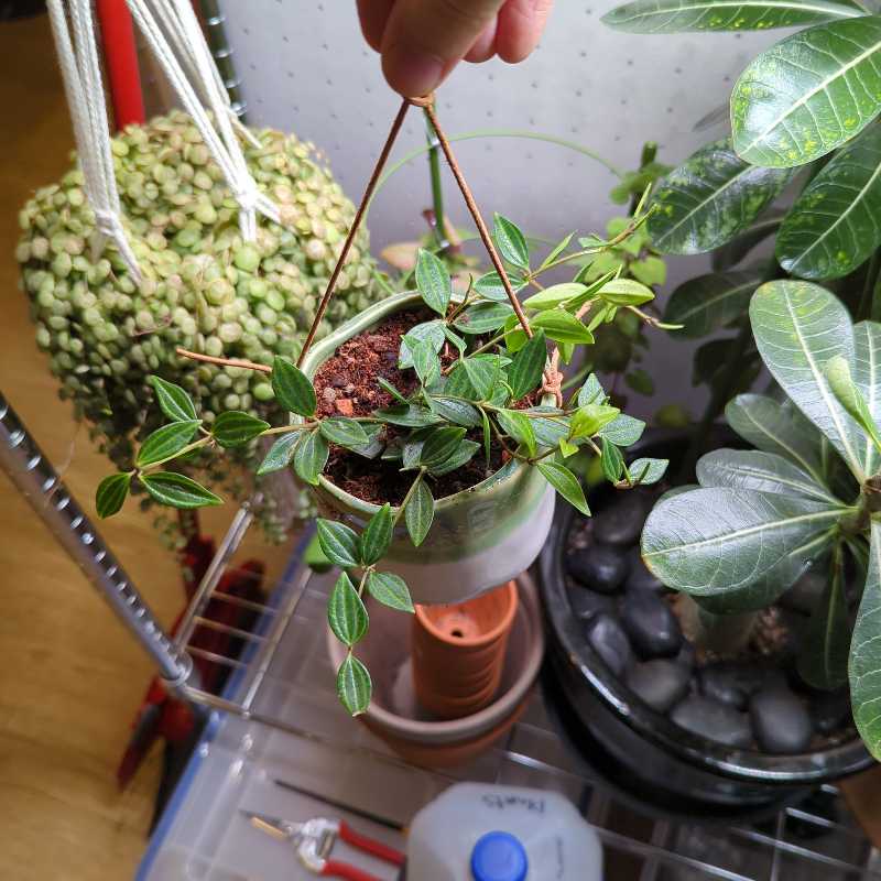 Beetle Peperomia plant in a pot, held by a hand, with visible soil and healthy green leaves.