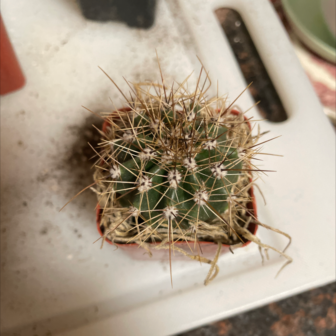 Top view of a Scarlet Hedgehog Cactus in a small pot with visible spines and soil.