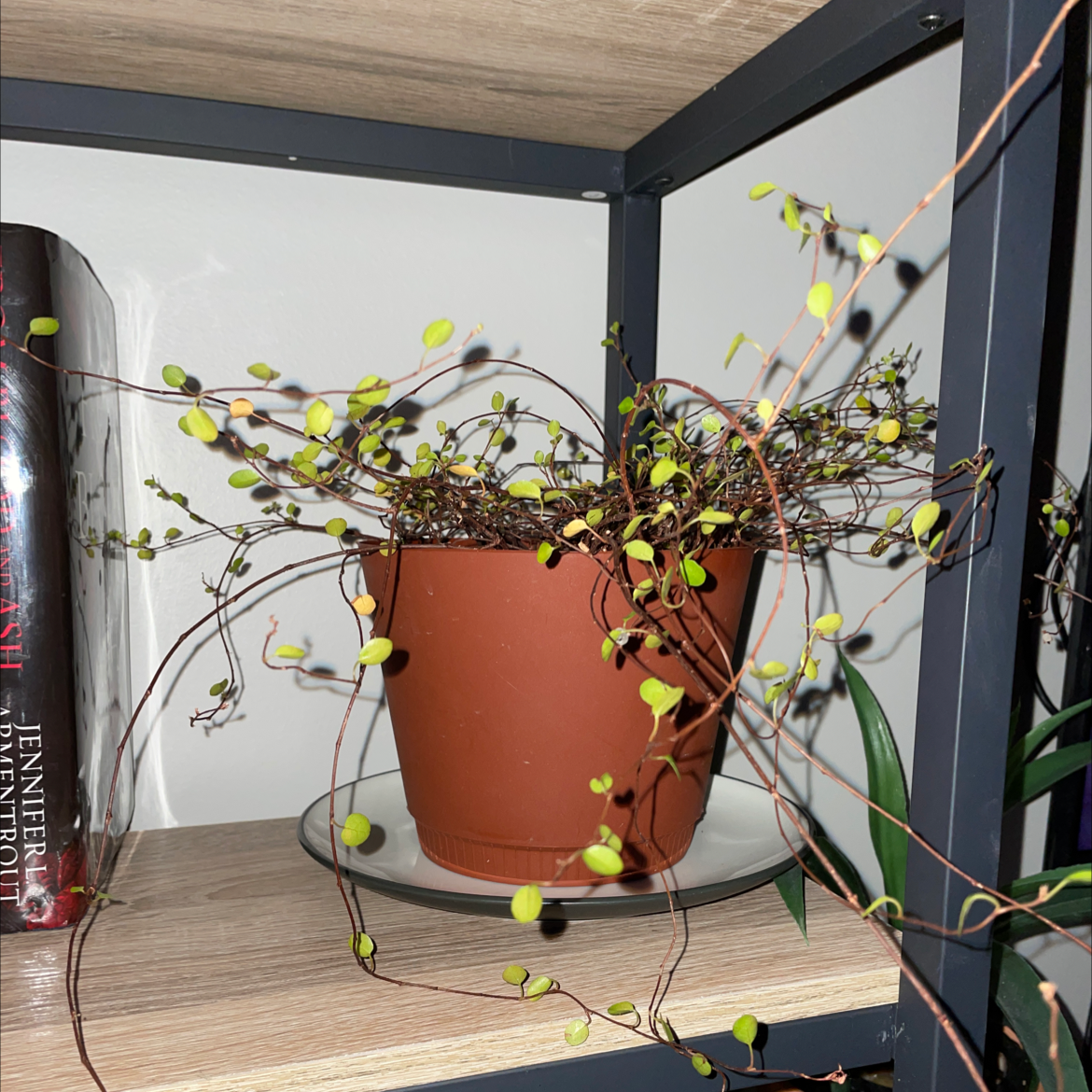Sprawling Wirevine plant in a pot on a shelf, with healthy green leaves.