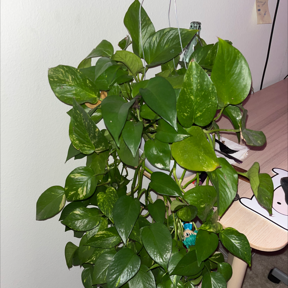 Taro Vine plant photo by Kiara named Mama on Greg, the plant care app.