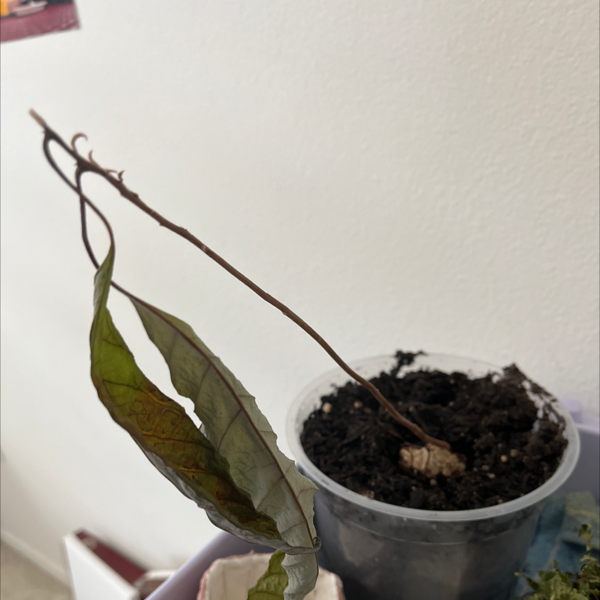 Wurtz Avocado plant photo by Kiara named Depressed :( on Greg, the plant care app.