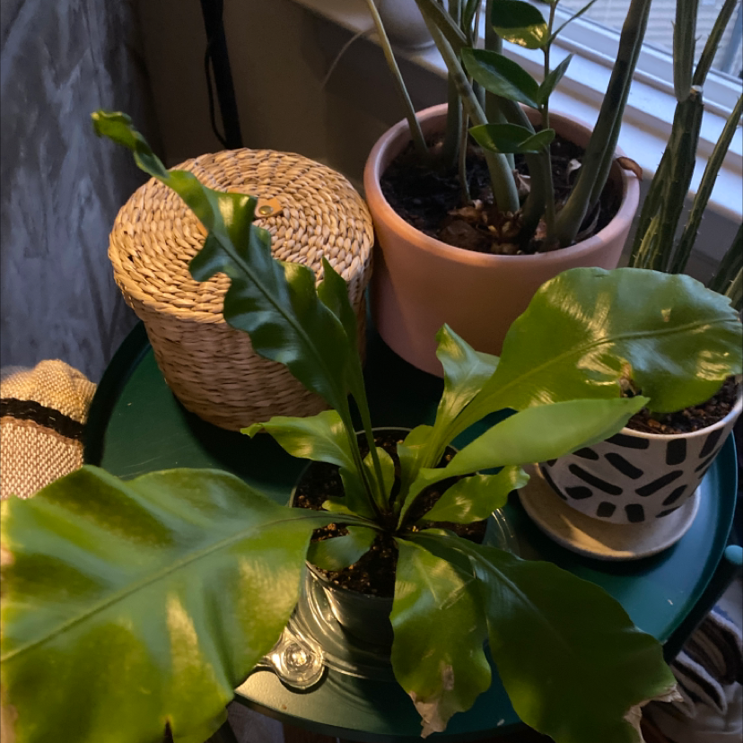Healthy Bird's Nest Fern with glossy green wavy fronds in a basket planter, next to another potted plant.