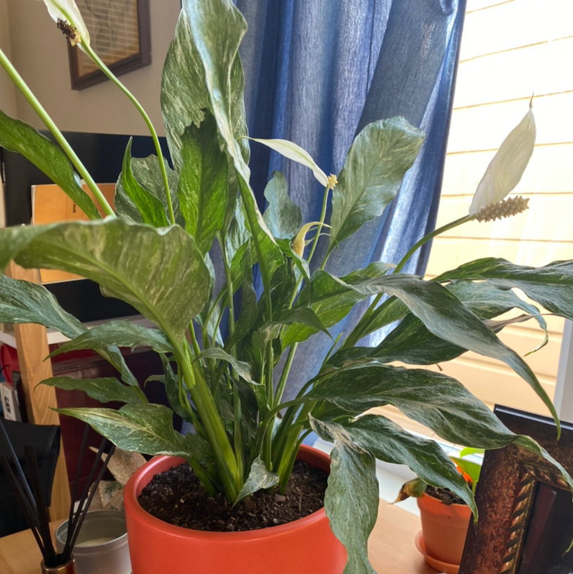 A healthy peace lily plant with lush green foliage in a terracotta pot on a windowsill.