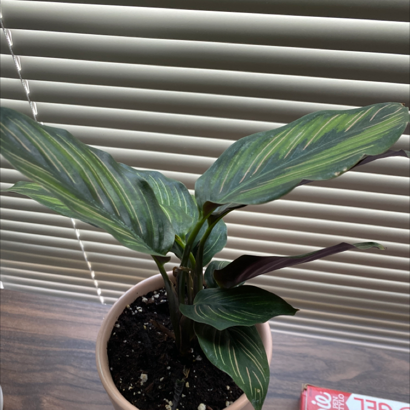 Pinstripe Calathea plant in a pot with healthy green leaves and light green stripes.