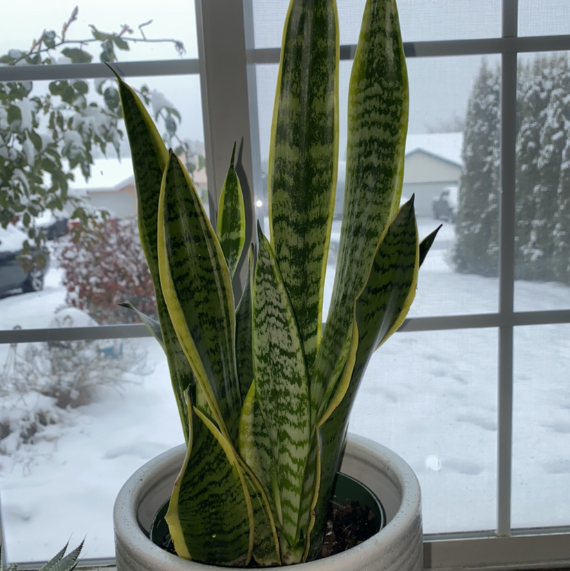 Snake Plant plant photo by @hailleemarie named Fred on Greg, the plant care app.
