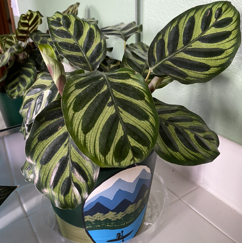 Cathedral Windows plant photo by @hailleemarie named LeAnn on Greg, the plant care app.