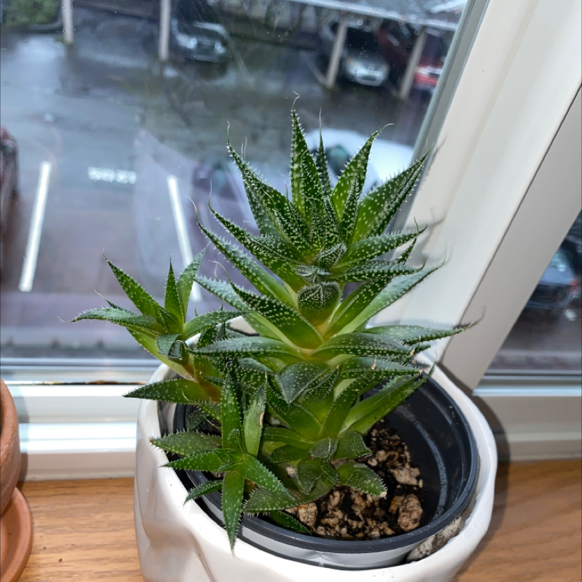 Lace Aloe plant in a pot on a windowsill, appearing healthy with vibrant green leaves.