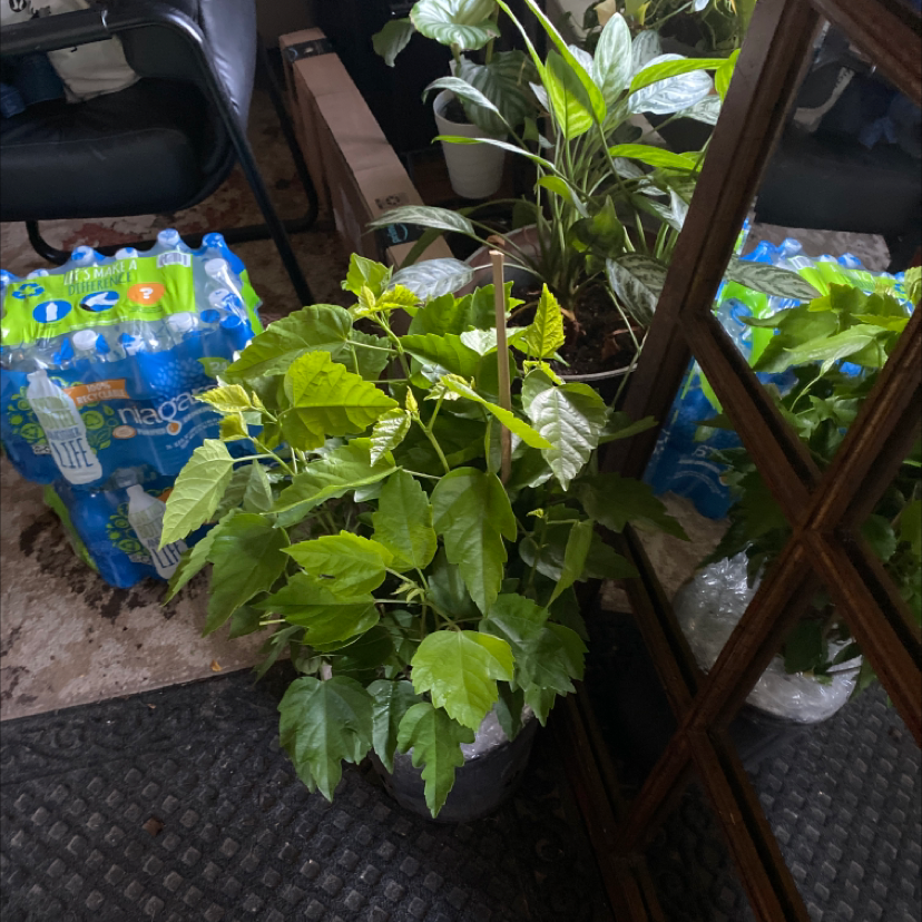 Hibiscus Tree plant photo by Fable named Fabulous on Greg, the plant care app.
