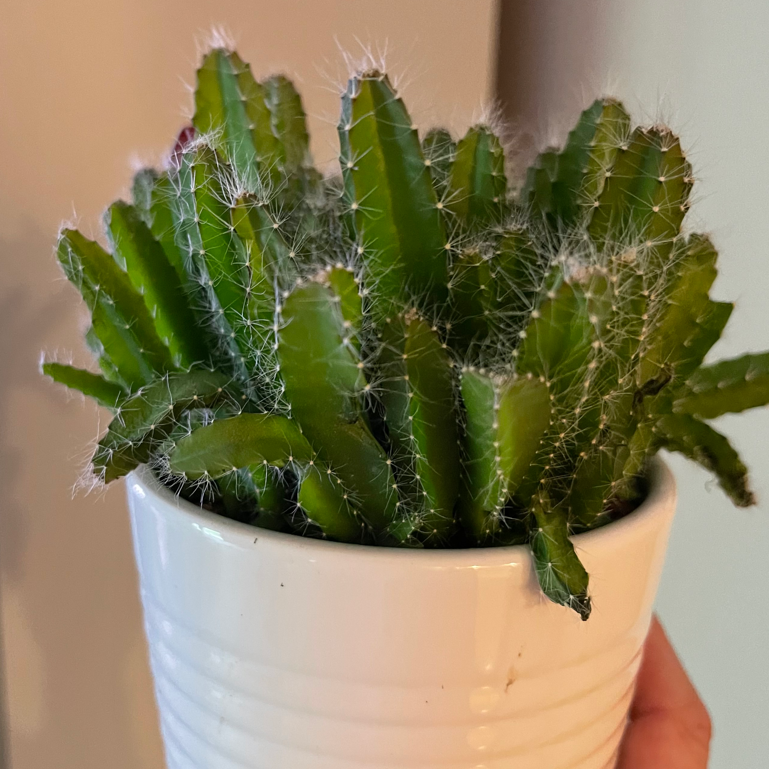 Lady-Finger Hedgehog Cactus in a white pot, held by a hand.