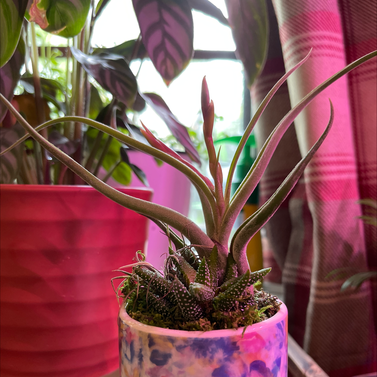 Tillandsia Erubescens plant in a colorful pot with other plants in the background.