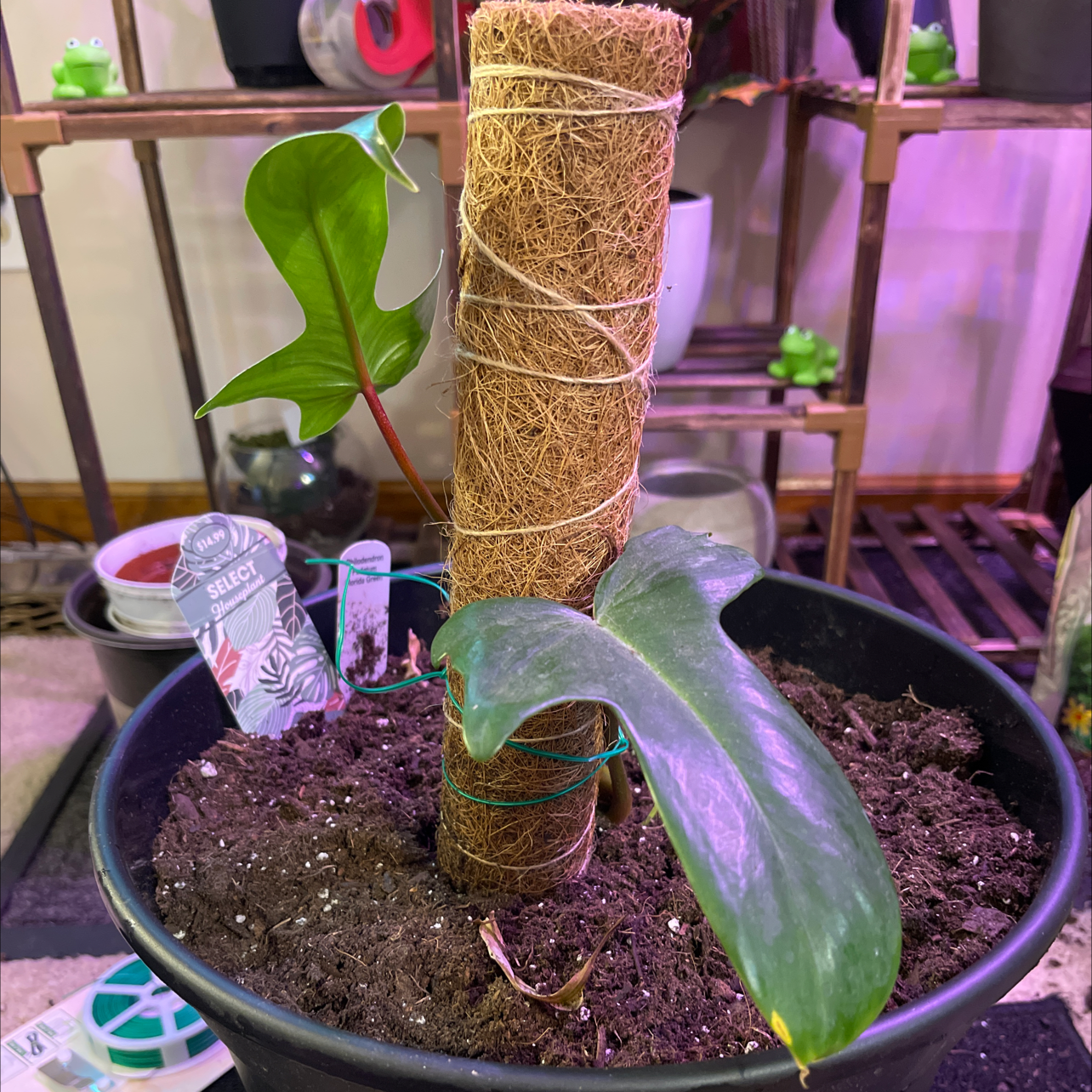 Philodendron Pedatum plant in a pot with a support pole, healthy leaves, visible soil.