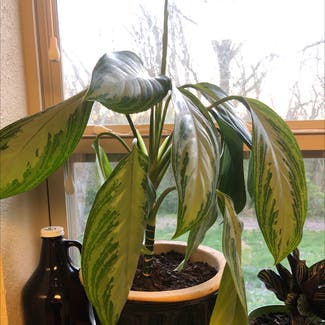 Chinese Evergreen plant in Rogers, Arkansas
