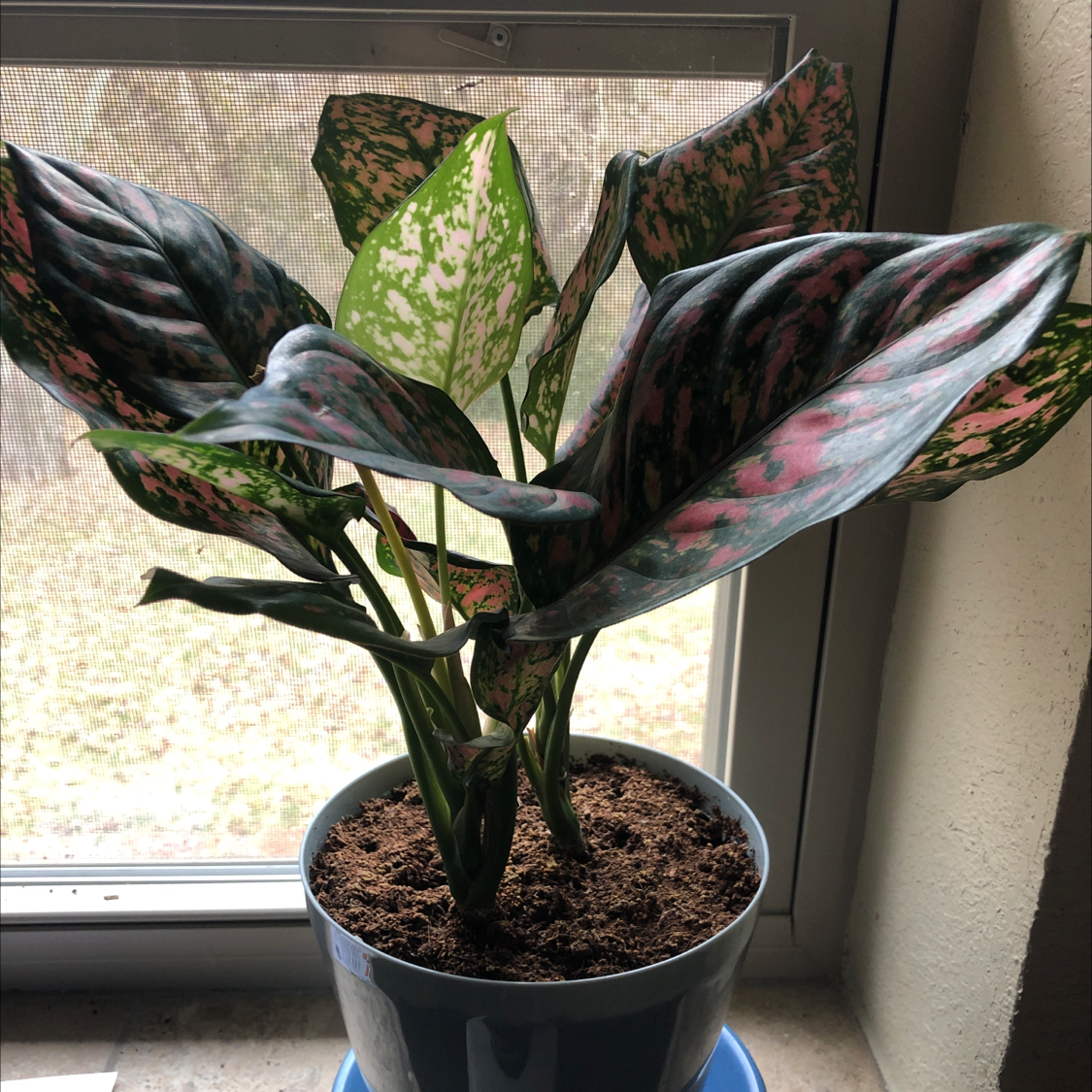 Aglaonema 'Pink Splash' plant with variegated pink and green leaves in a pot near a window.