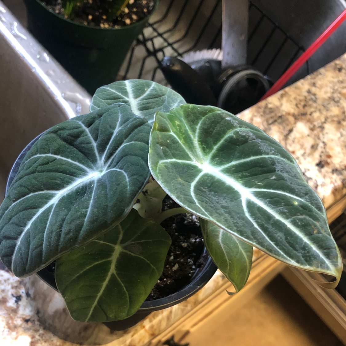 Black Velvet Alocasia plant with dark green leaves and white veins in a pot on a kitchen counter.
