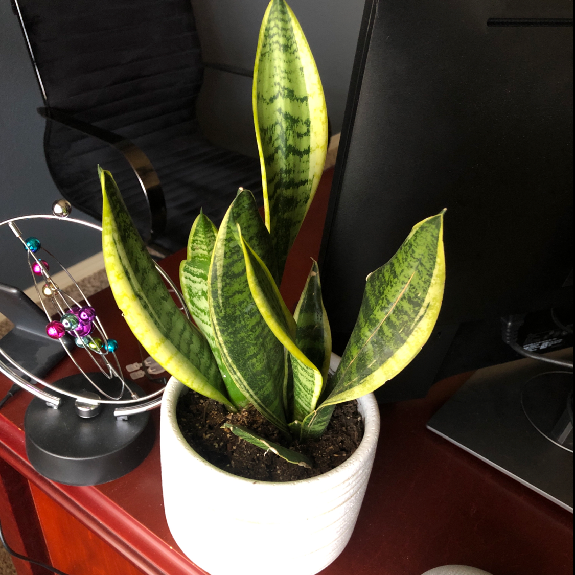 Photo of the plant species Snake Plant by @Jkmcdowe named Your plant on Greg, the plant care app